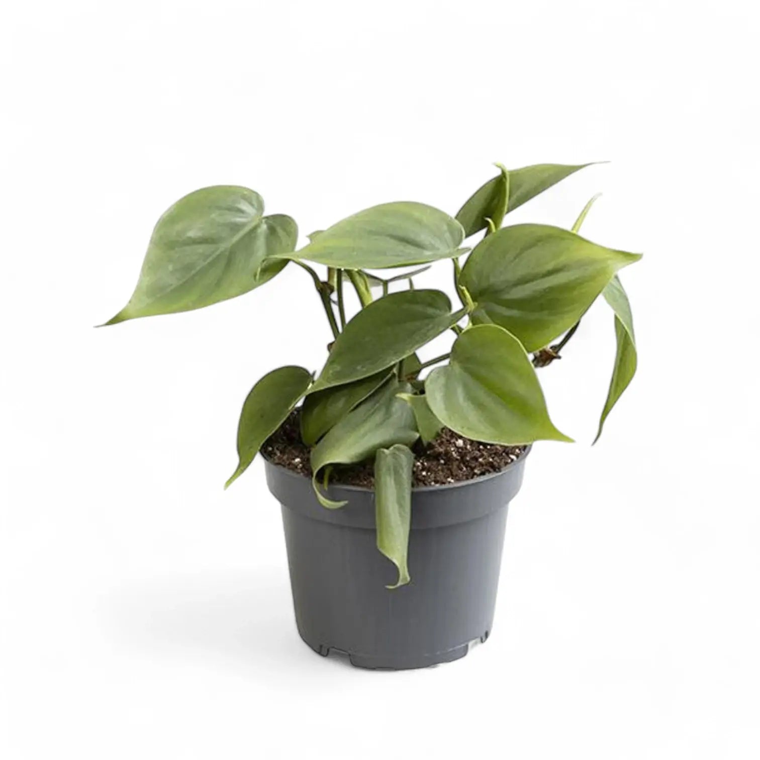 Philodendron hederaceum var. oxycardium (Philodendron scandens) – Topfpflanze im Kulturtopf vor weißem Hintergrund, Produktfoto 6.
