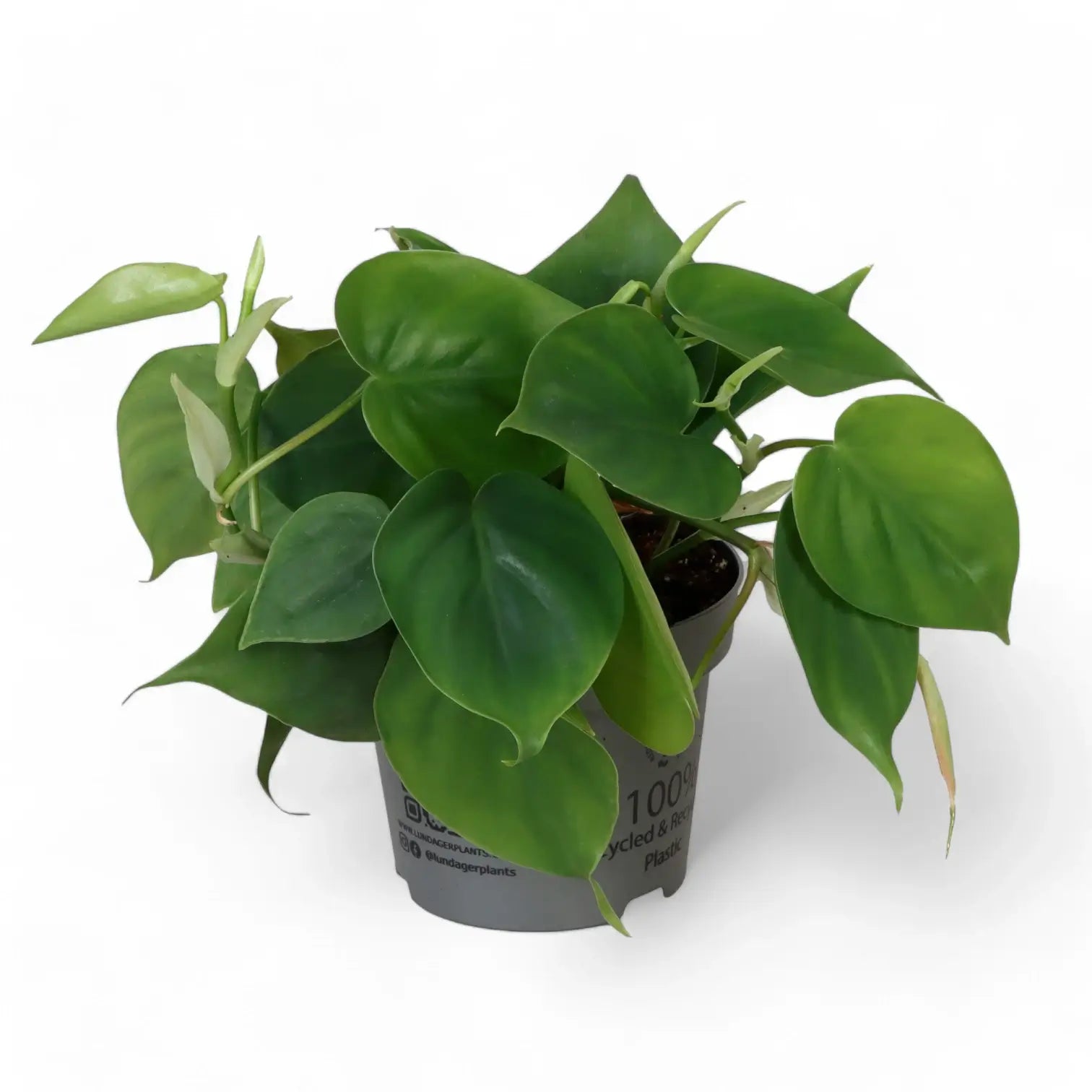 Philodendron hederaceum var. oxycardium (Philodendron scandens) – Topfpflanze im Kulturtopf vor weißem Hintergrund, Produktfoto 8.