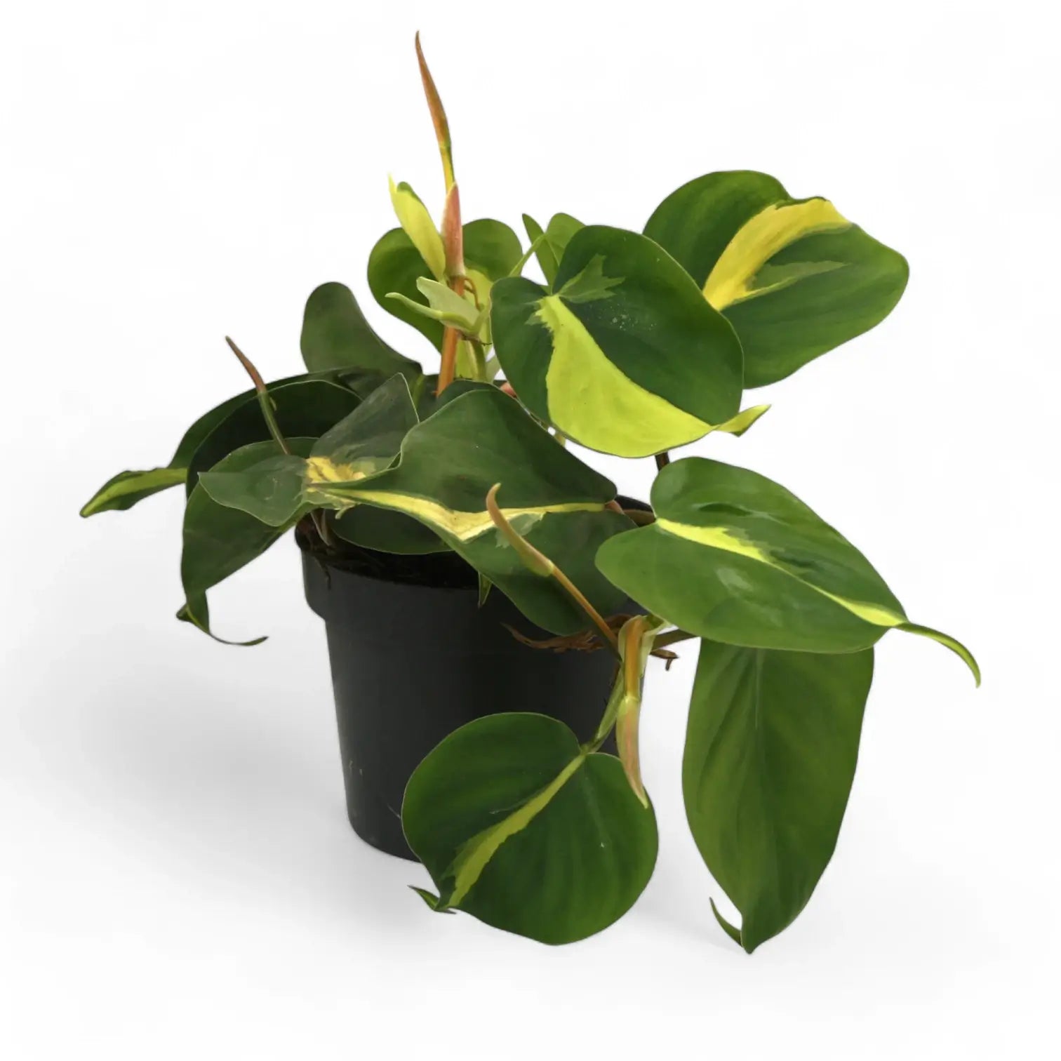 Philodendron hederaceum var. oxycardium 'Brasil' – Topfpflanze im Kulturtopf vor weißem Hintergrund, Produktfoto 6.