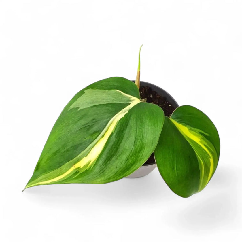 Philodendron hederaceum var. oxycardium 'Cream Splash' potted plant in nursery pot on white background.