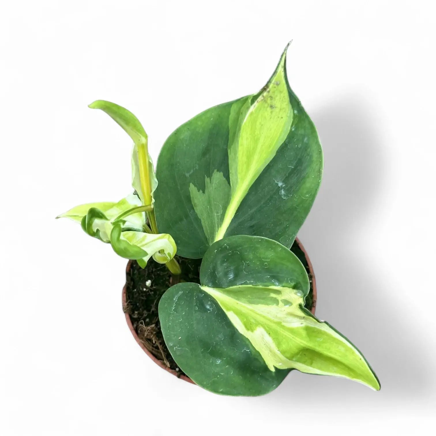 Philodendron hederaceum var. oxycardium 'Cream Splash' Zimmerpflanze im Anzuchttopf vor weißem Hintergrund, Produktfoto 5.