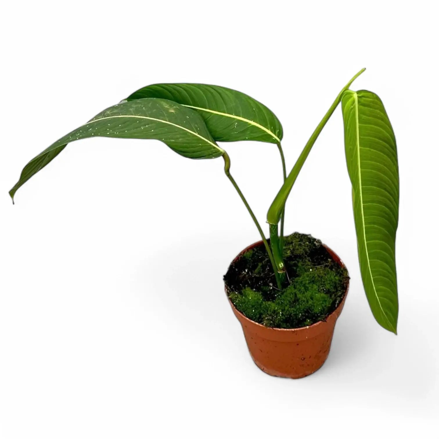Philodendron heterocraspedon potted plant in nursery pot on white background.