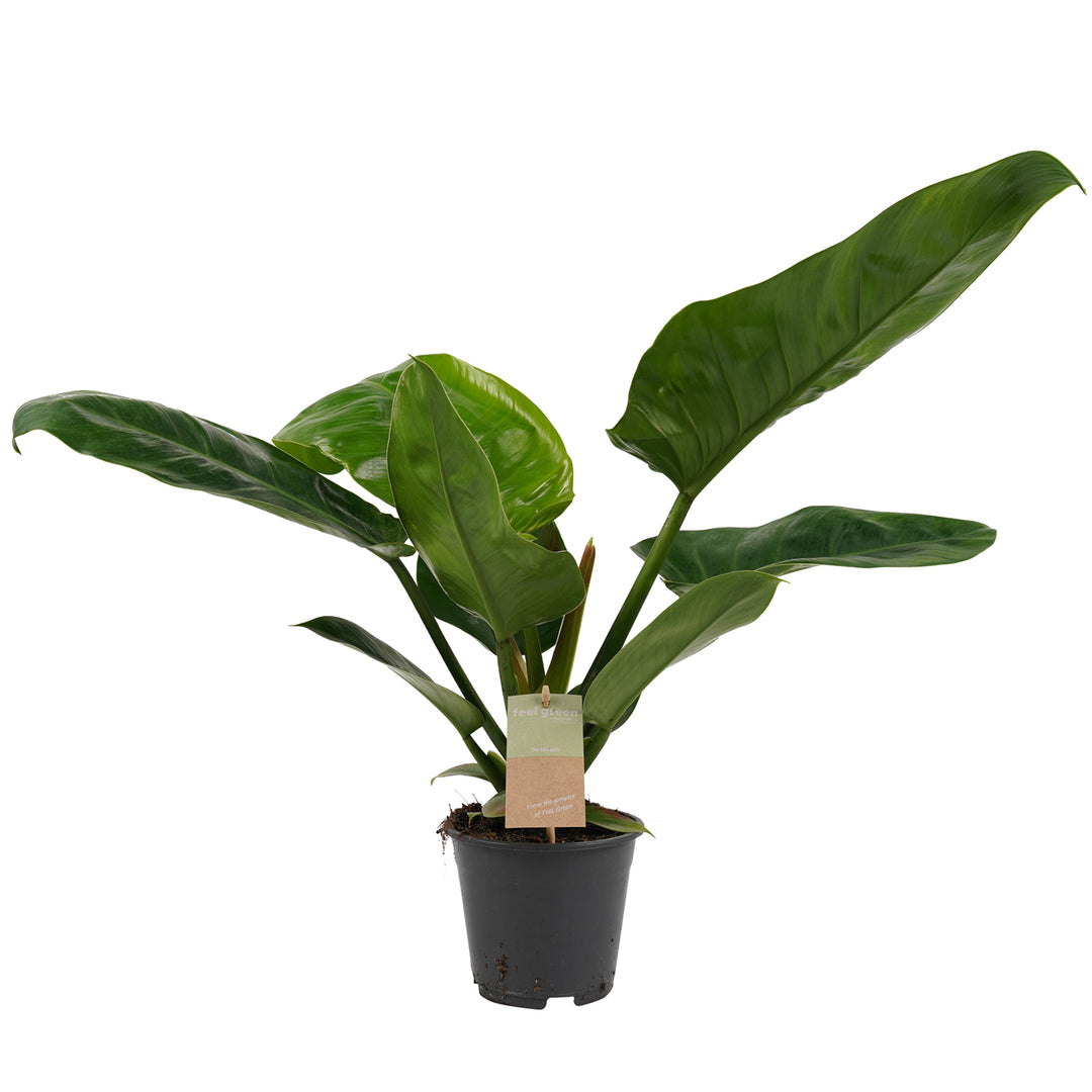 Philodendron 'Imperial Green' – Zimmerpflanze im Kulturtopf auf weißem Hintergrund, Produktfoto 2.