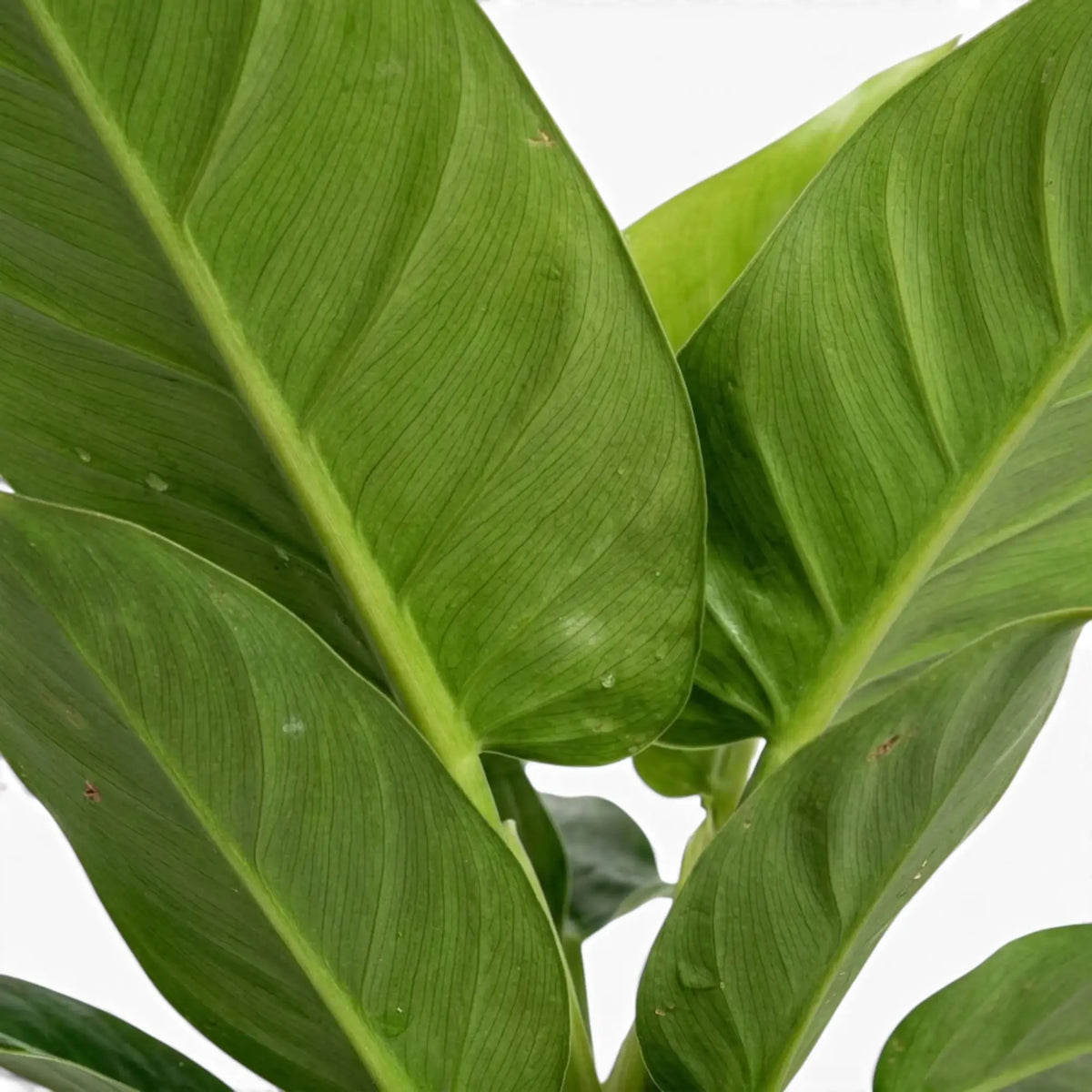 Breite, dunkelgrüne Blätter von Philodendron ‘Imperial Green’