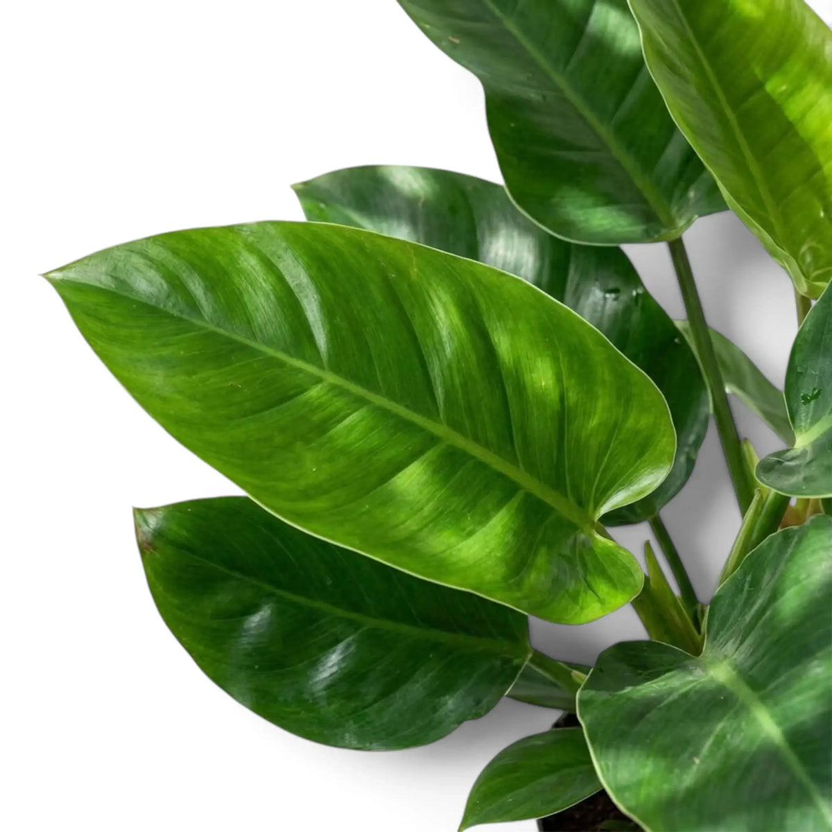 Breite, dunkelgrüne Blätter von Philodendron ‘Imperial Green’