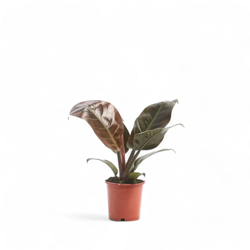 Philodendron 'Imperial red' potted plant in nursery pot on white background.