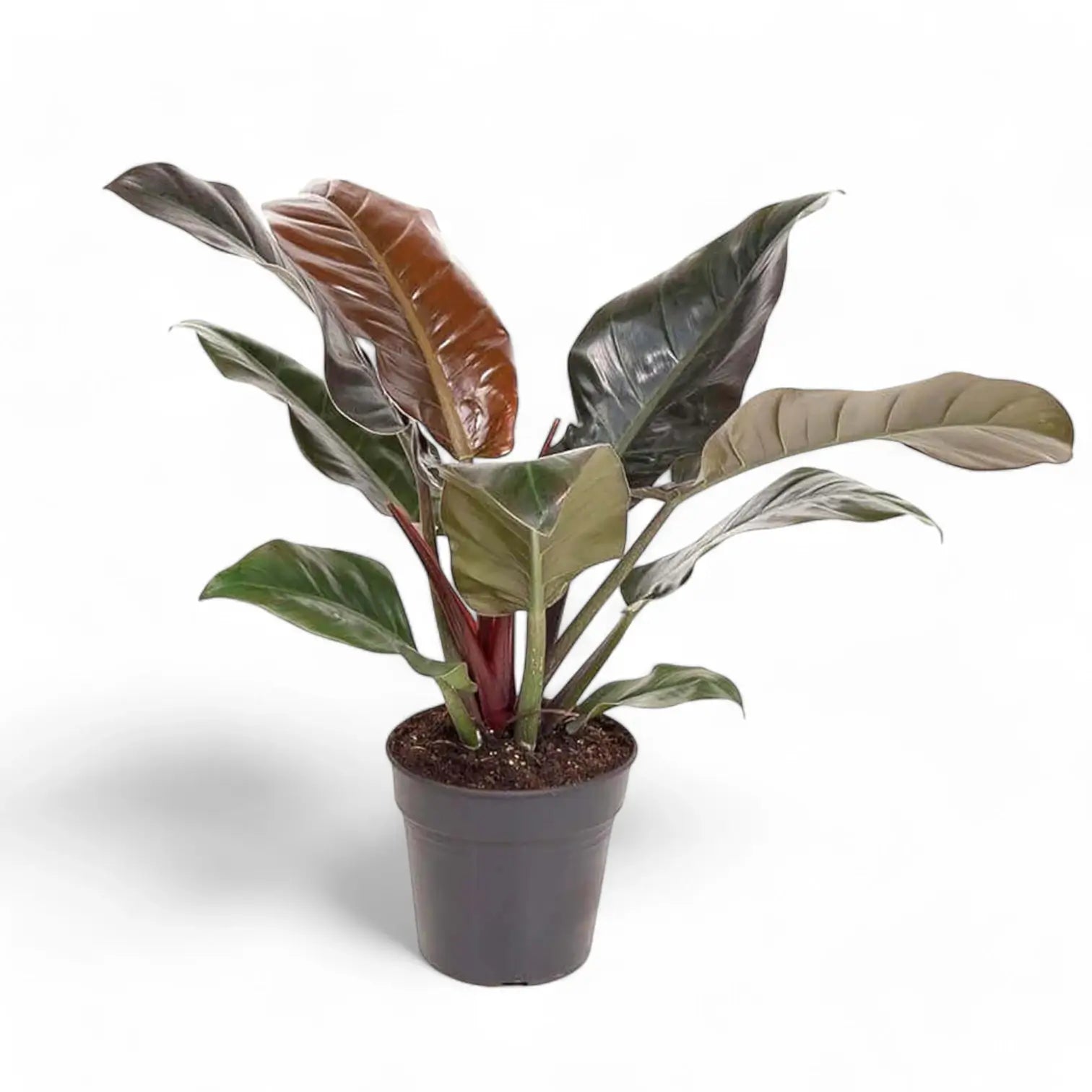 Philodendron 'Imperial red' potted plant in nursery pot on white background.