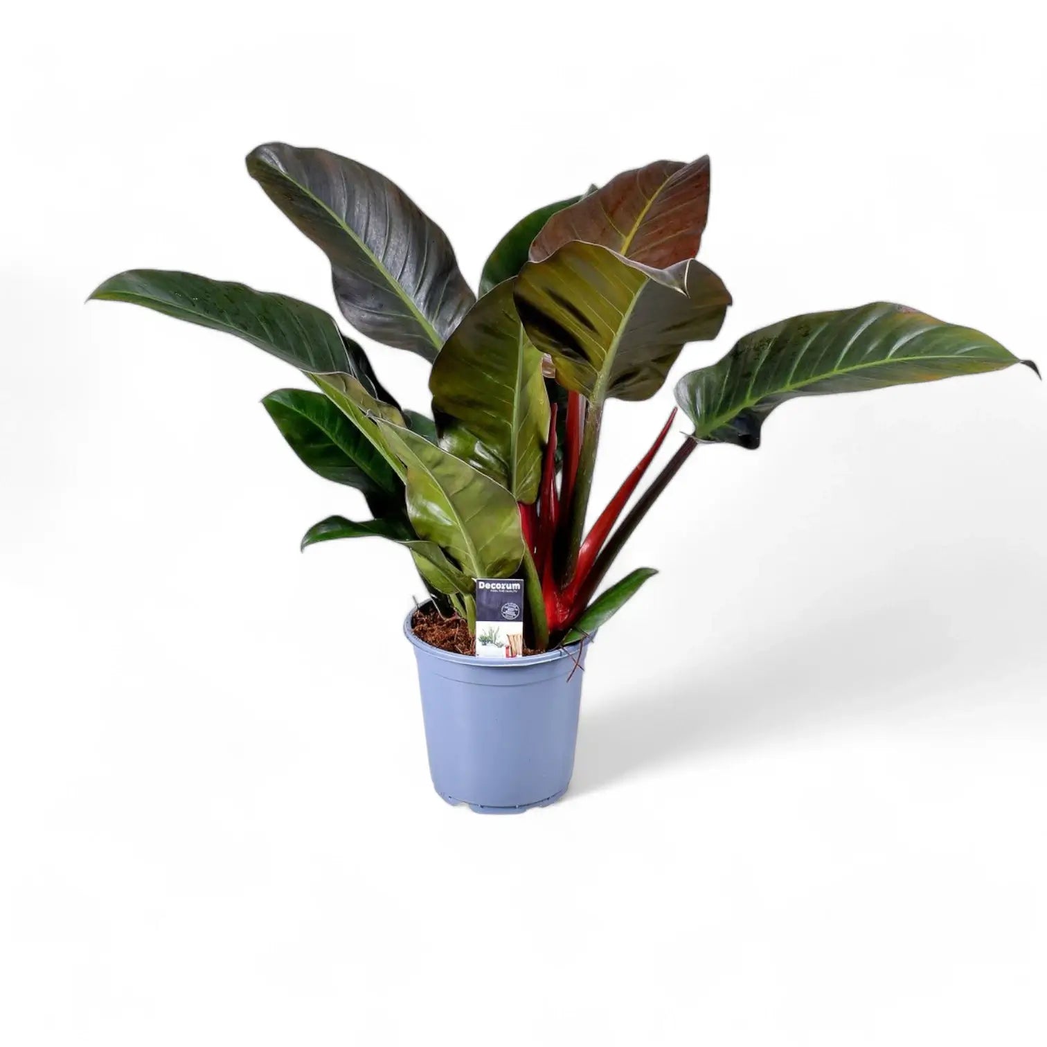Philodendron 'Imperial red' potted plant in nursery pot on white background.