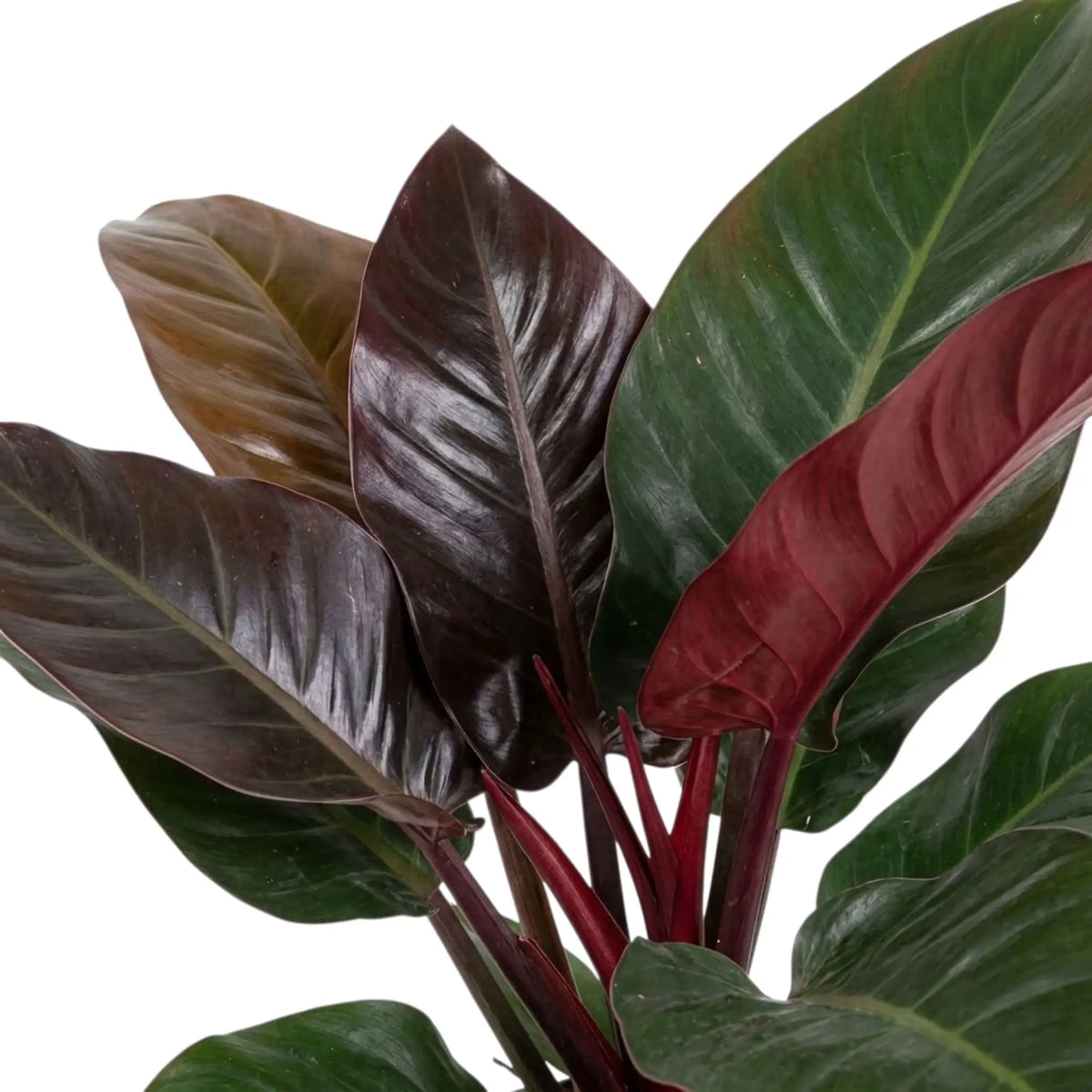 Nahaufnahme von Philodendron ‘Imperial Red’ mit glänzenden, dunkelgrünen Blättern und weinrotem Neuaustrieb.