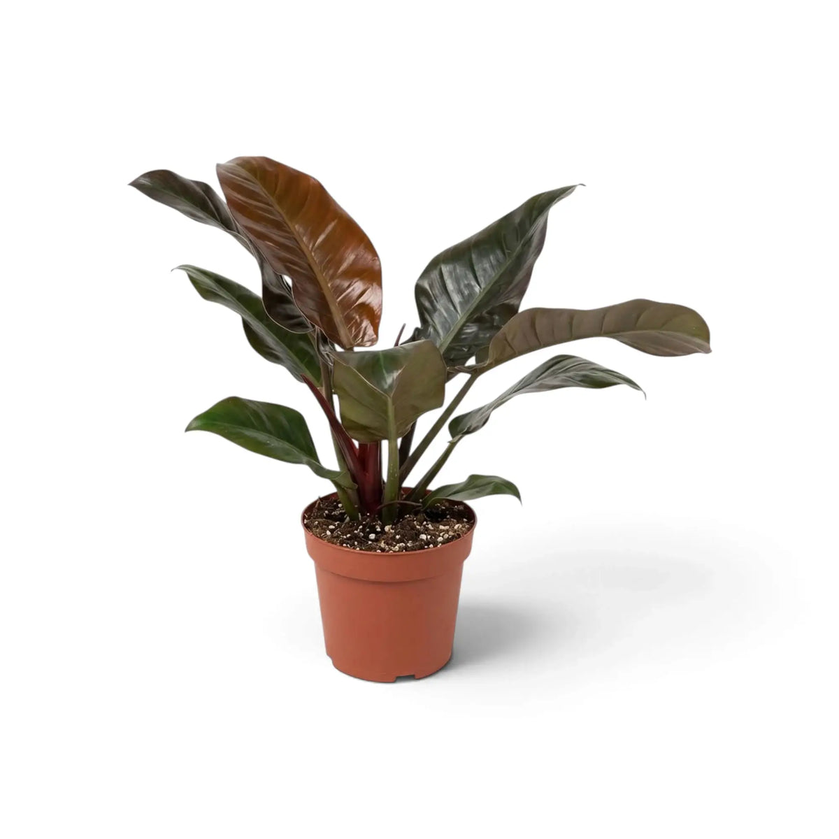 Philodendron ‘Imperial Red’ mit glänzenden, dunkelgrünen Blättern und bordeauxrotem Neuaustrieb im Kulturtopf.