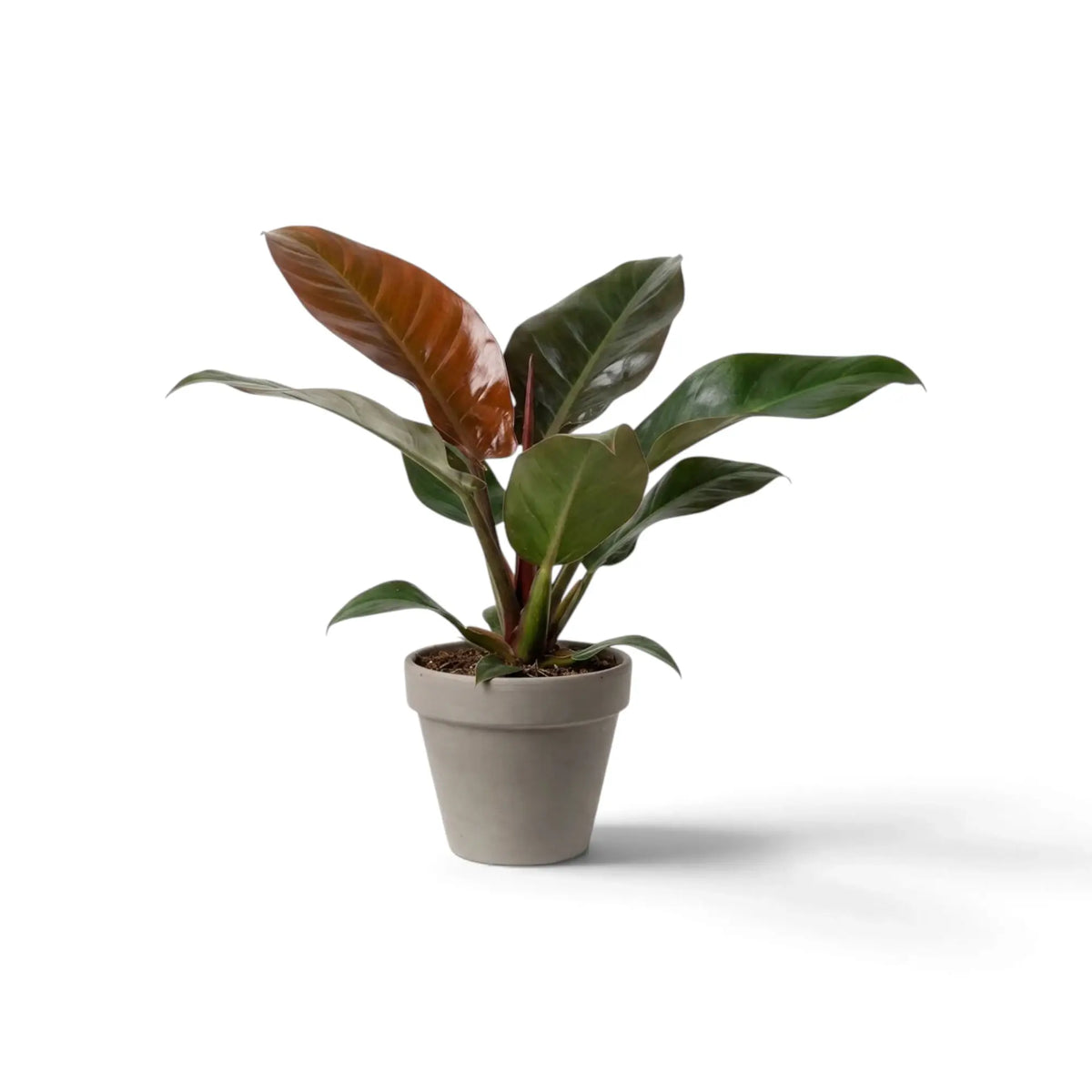 Philodendron ‘Imperial Red’ mit glänzenden, dunkelgrünen Blättern und bordeauxrotem Neuaustrieb im Kulturtopf.