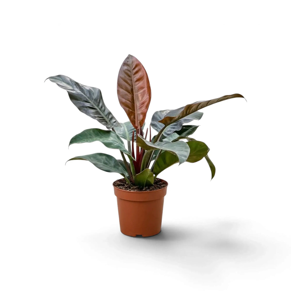 Philodendron ‘Imperial Red’ mit glänzenden, dunkelgrünen Blättern und bordeauxrotem Neuaustrieb im Kulturtopf.