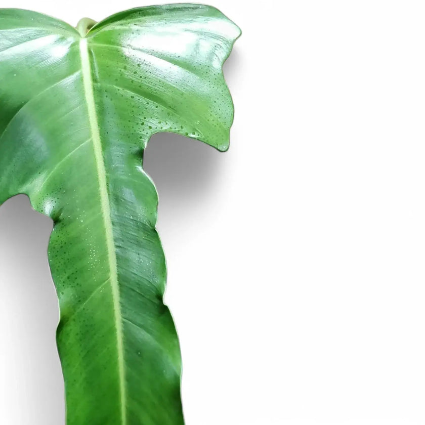 Philodendron 'Jerry Horne' – Blattdetail vor weißem Hintergrund..
