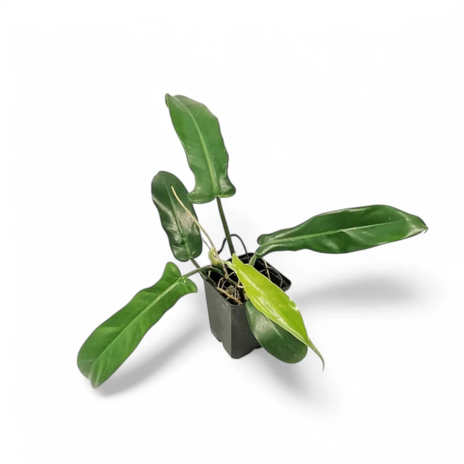 Philodendron 'Jerry Horne' potted plant in nursery pot on white background.