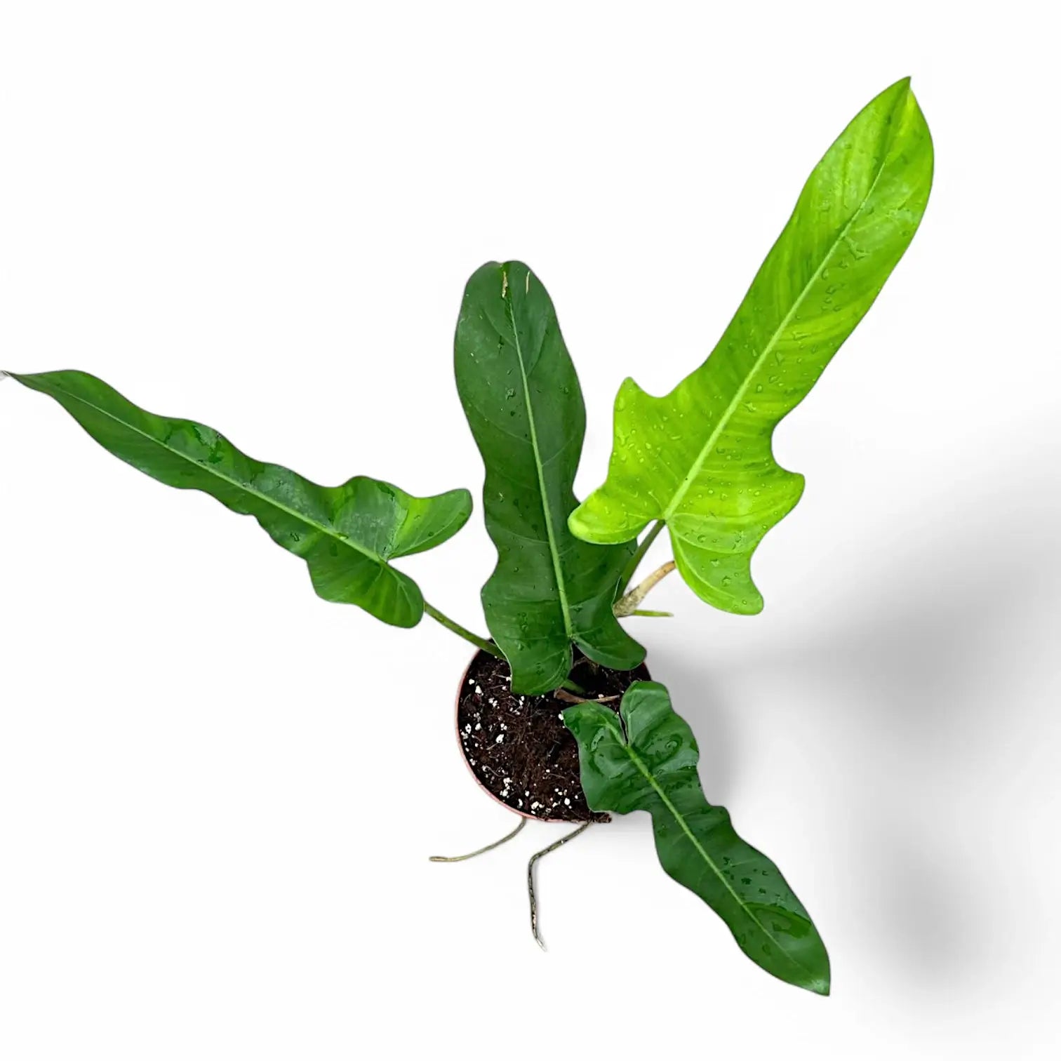 Philodendron 'Jerry Horne' potted plant in nursery pot on white background.