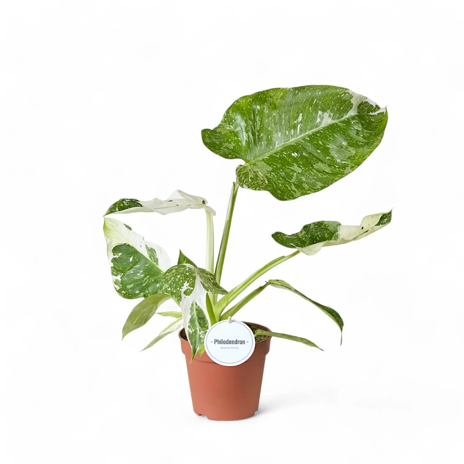 Philodendron 'Jose Buono' potted plant in nursery pot on white background.