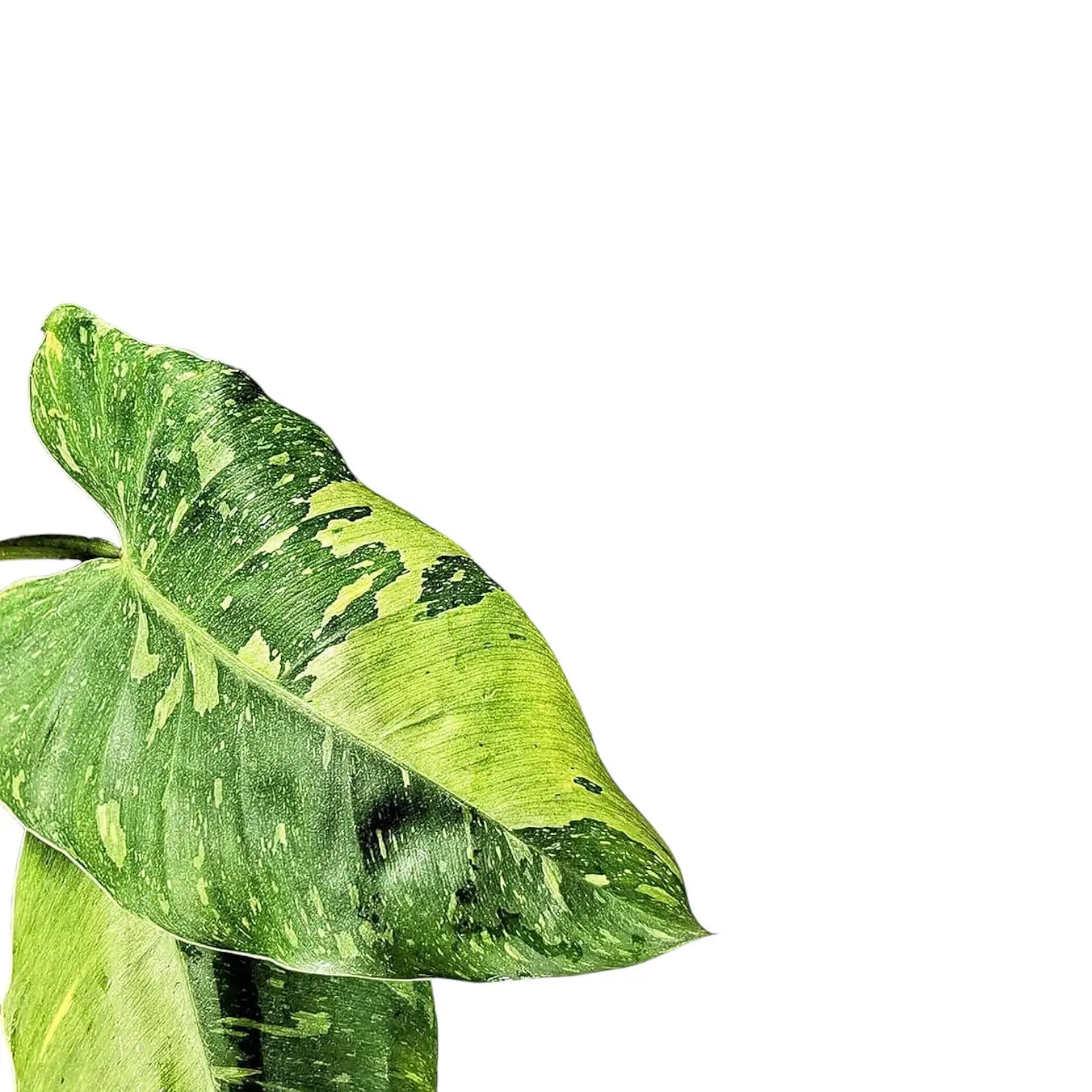 Philodendron 'Jose Buono' potted plant in nursery pot on white background.