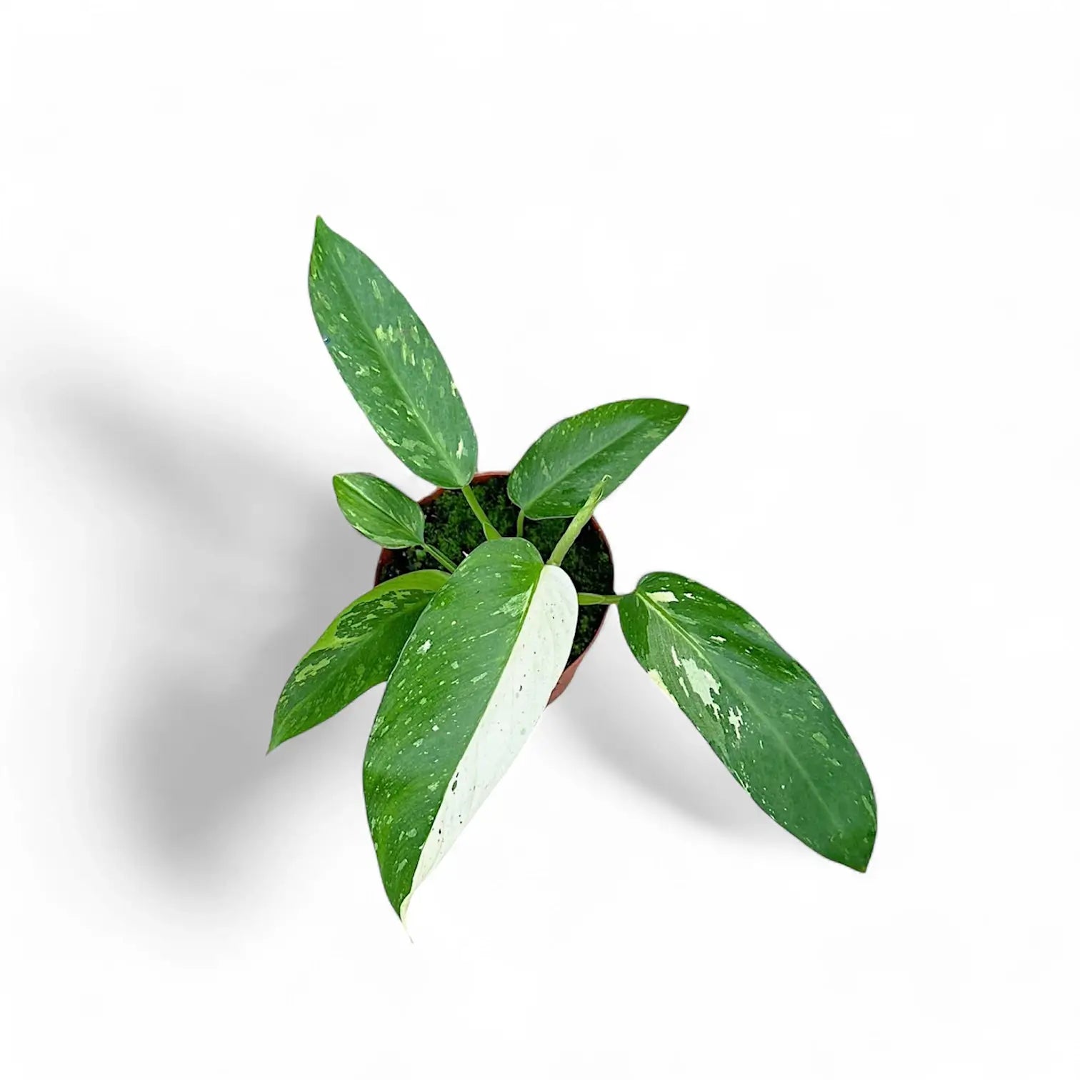 Philodendron 'Jose Buono' potted plant in nursery pot on white background.