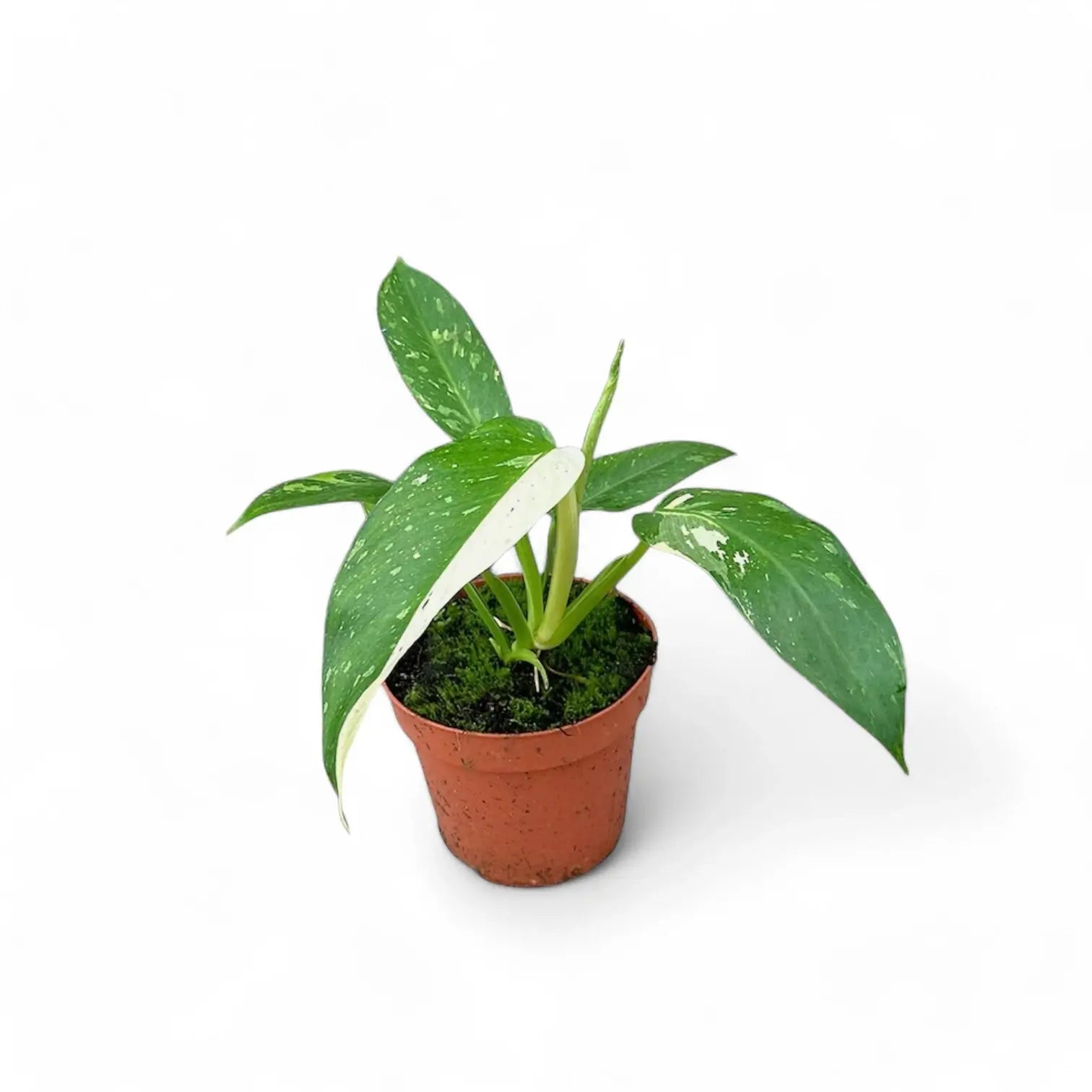 Philodendron 'Jose Buono' potted plant in nursery pot on white background.