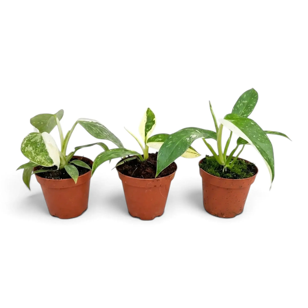 Baby Philodendron ‘Jose Buono’ in a nursery pot, showing green, mint and cream variegated leaves
