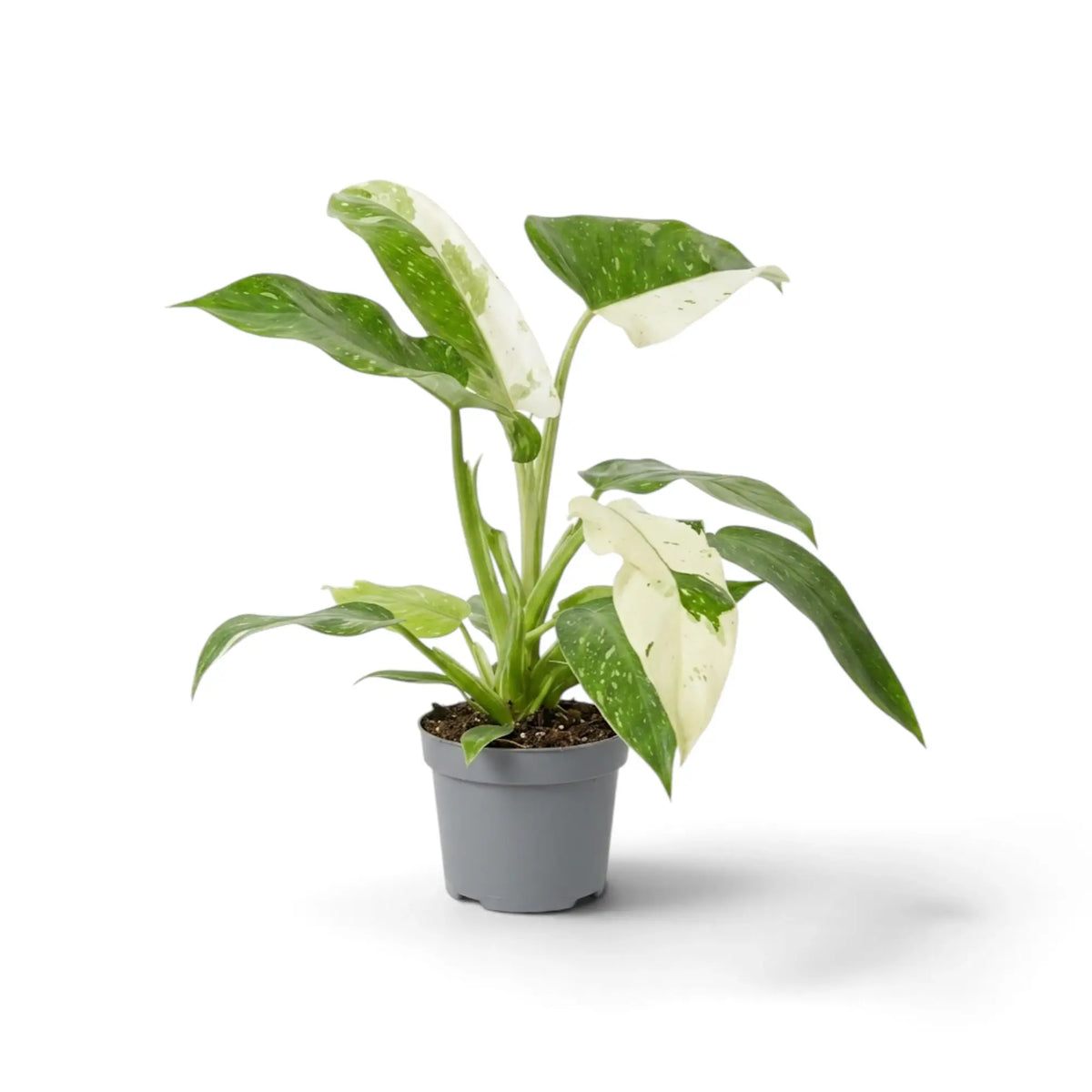 Philodendron ‘Jose Buono’ in a nursery pot, showing green, mint and cream variegated leaves