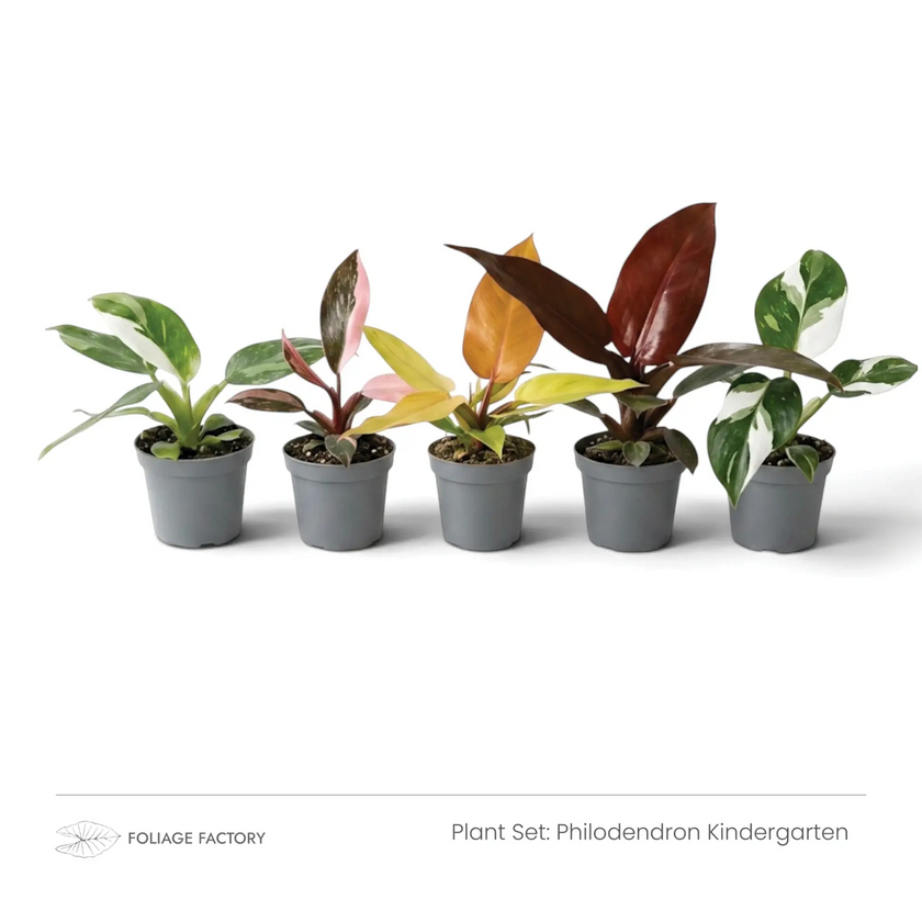 Philodendron Kindergarten plant set with five colourful young Philodendrons lined up in grey nursery pots