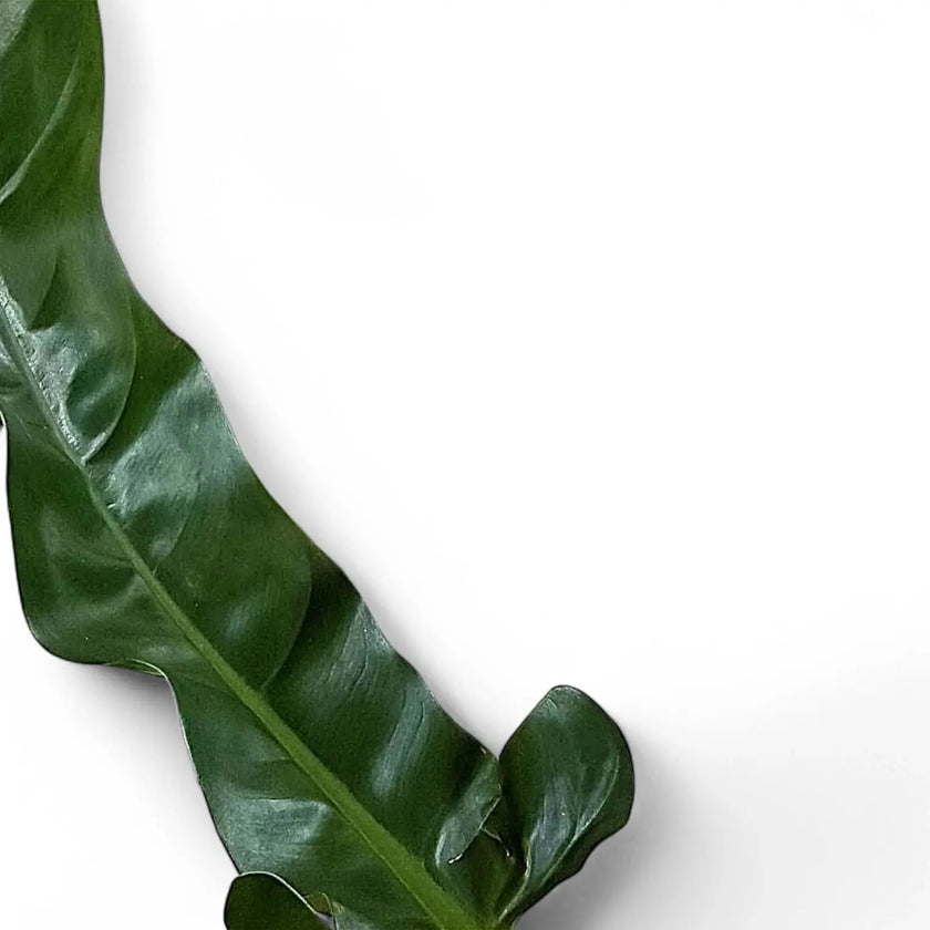 Philodendron lapoanum – Blattdetail vor weißem Hintergrund..