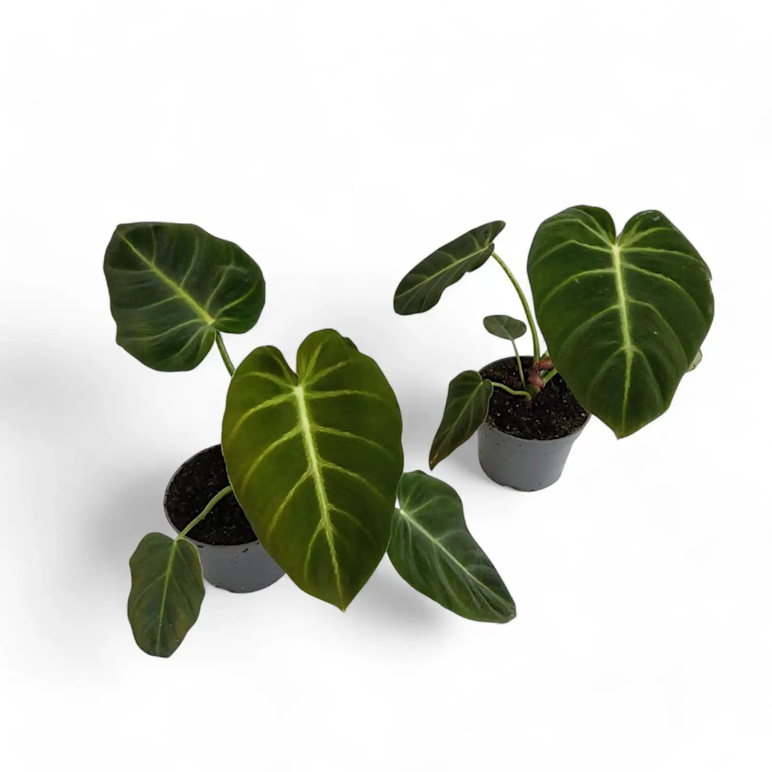 Philodendron luxurians potted plant in nursery pot on white background.