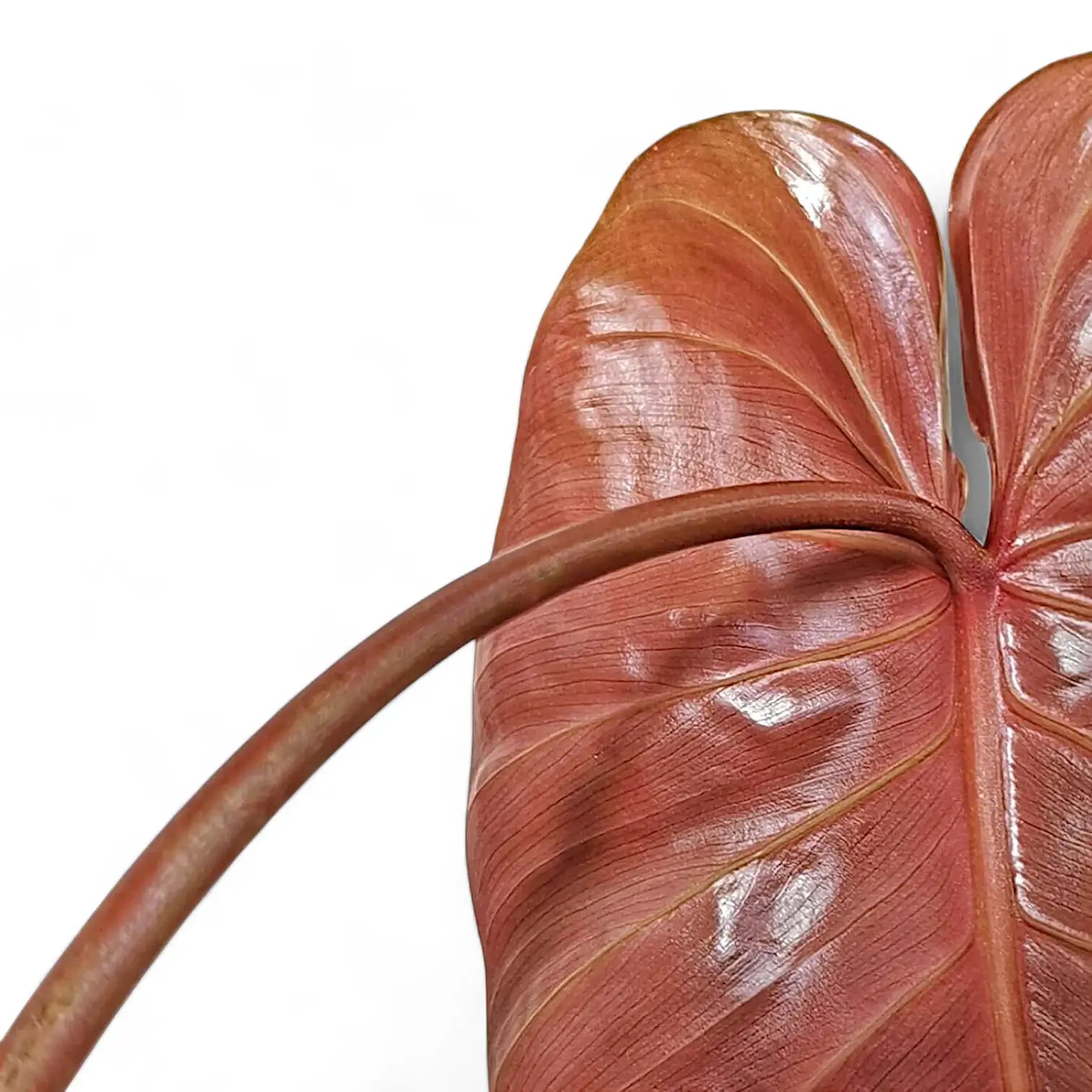 Philodendron lynamii leaf detail on white background.