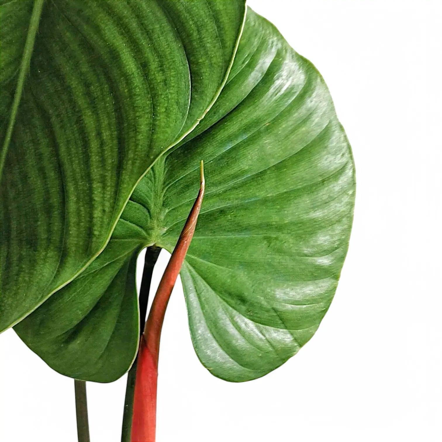 Philodendron lynamii potted plant in nursery pot on white background.