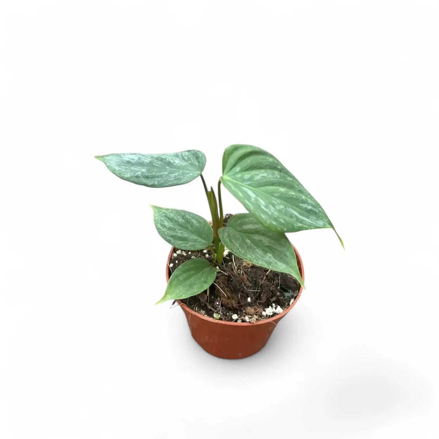 Philodendron 'Majestic' (verrucosum x sodiroi) – Zimmerpflanze im Kulturtopf auf weißem Hintergrund, Produktfoto 3.