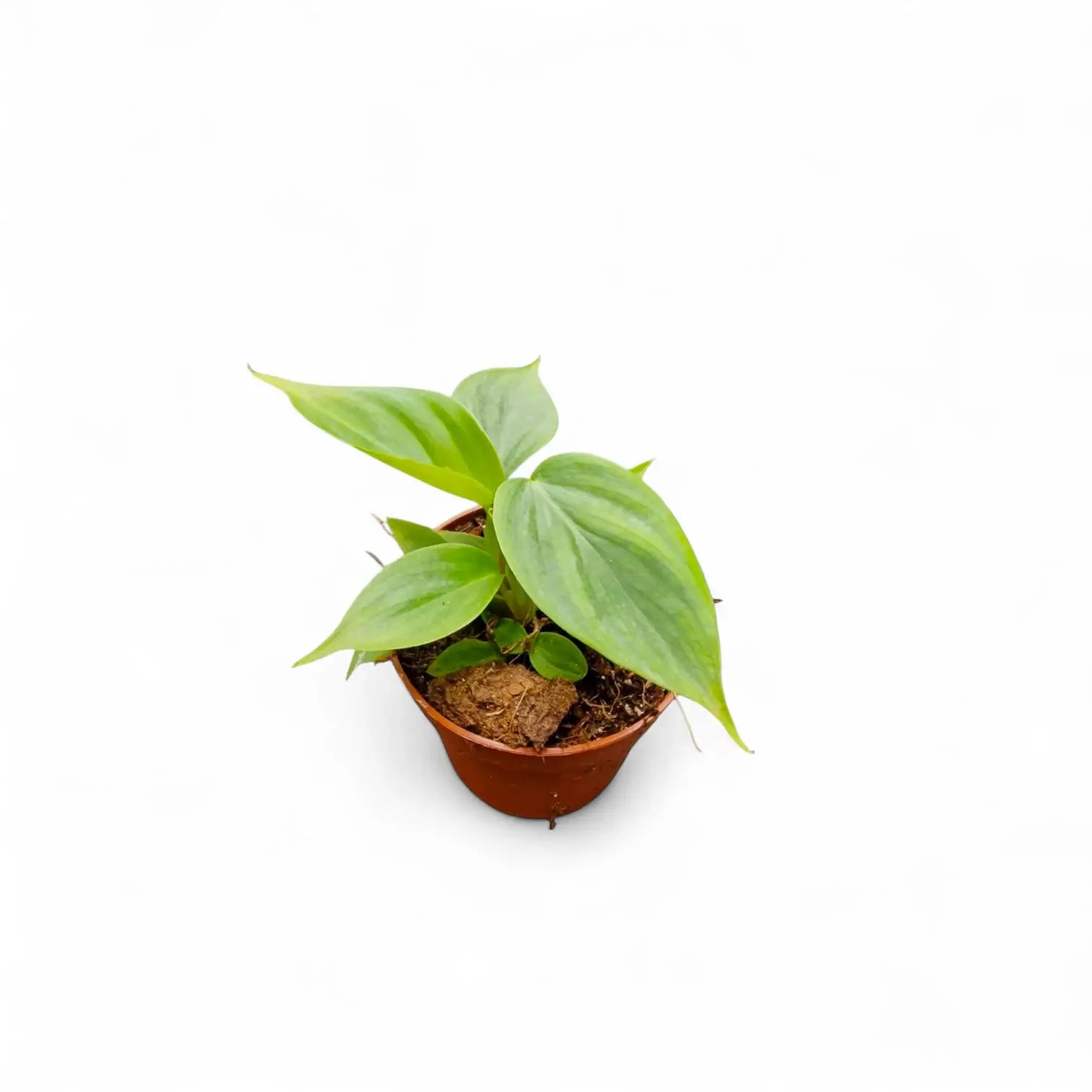 Philodendron 'Majestic' (verrucosum x sodiroi) – Zimmerpflanze im Kulturtopf auf weißem Hintergrund, Produktfoto 5.