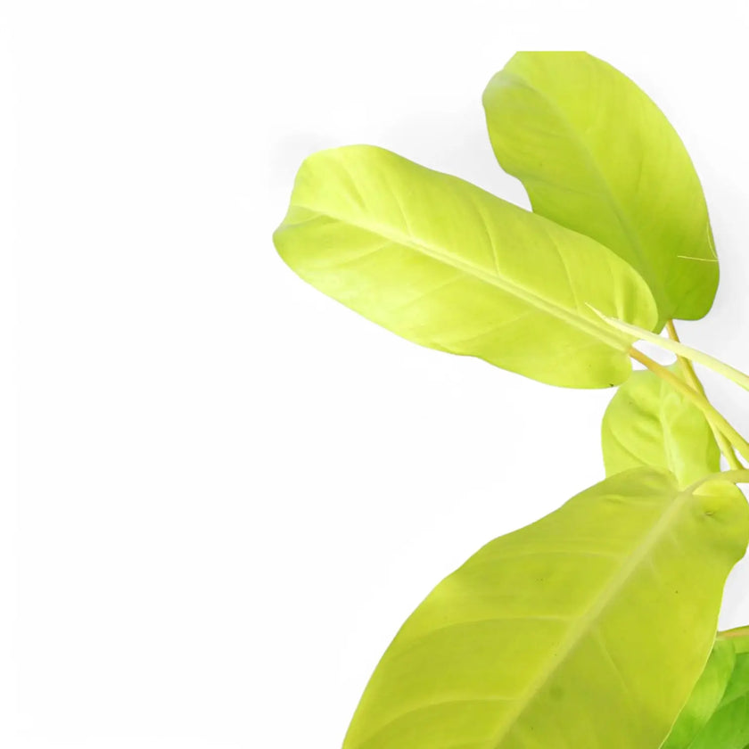 Nahaufnahme eines Blatts von Philodendron 'Malay Gold' vor weißem Hintergrund.