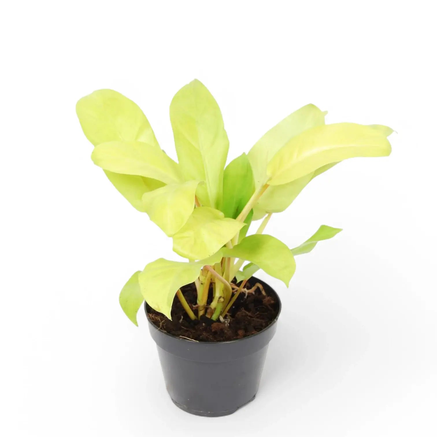 Philodendron 'Malay Gold' potted plant in nursery pot on white background.
