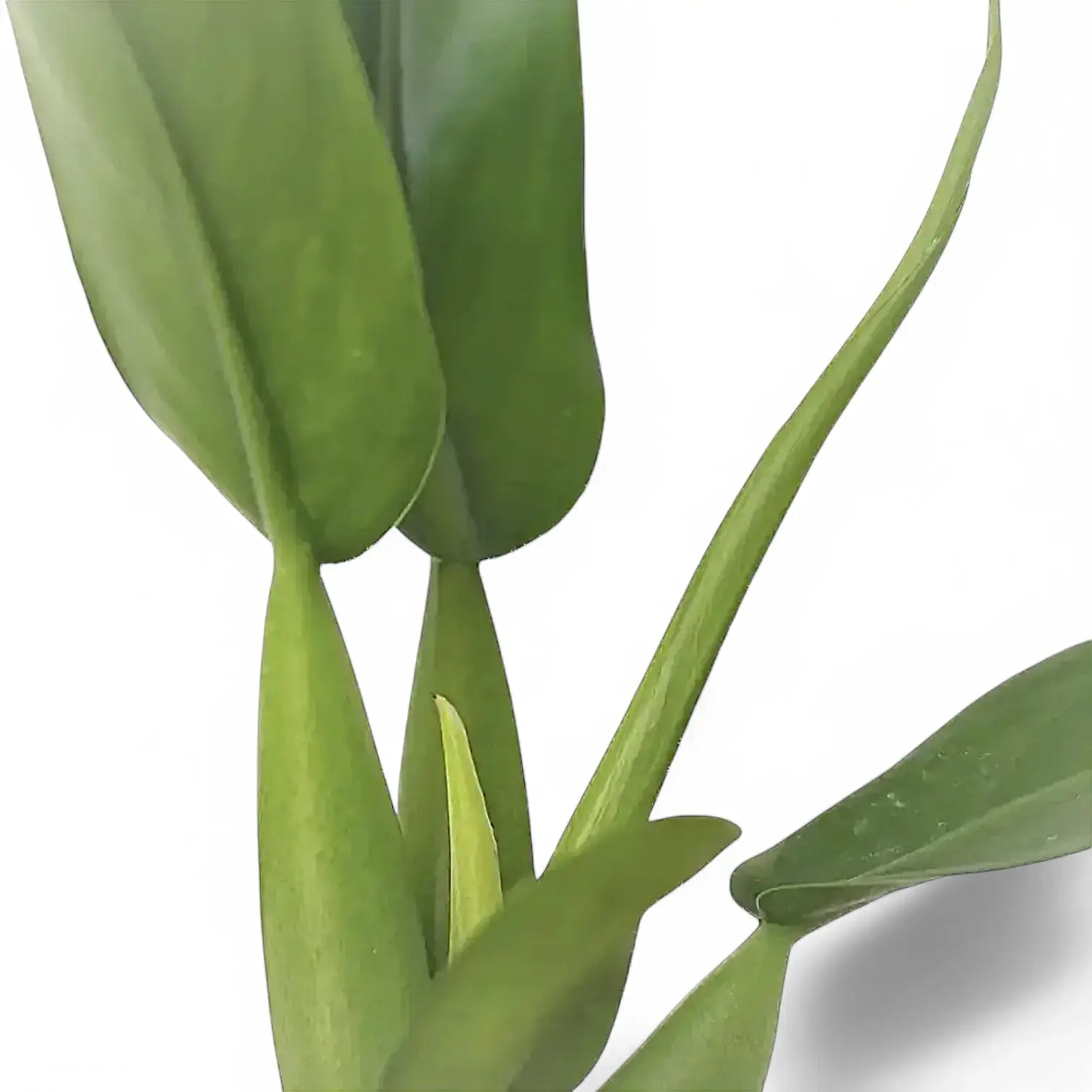 Philodendron martianum 'Pacová' ('Fatboy') close-up of leaf on white background.