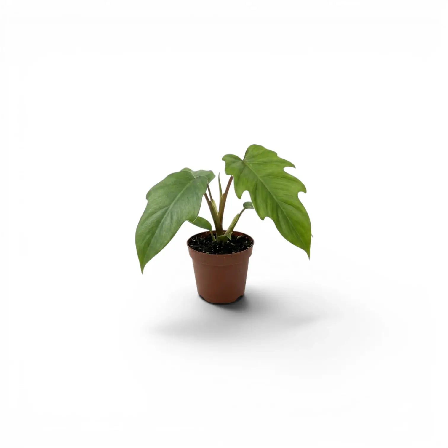 Philodendron mayoi