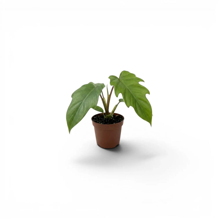 Philodendron mayoi
