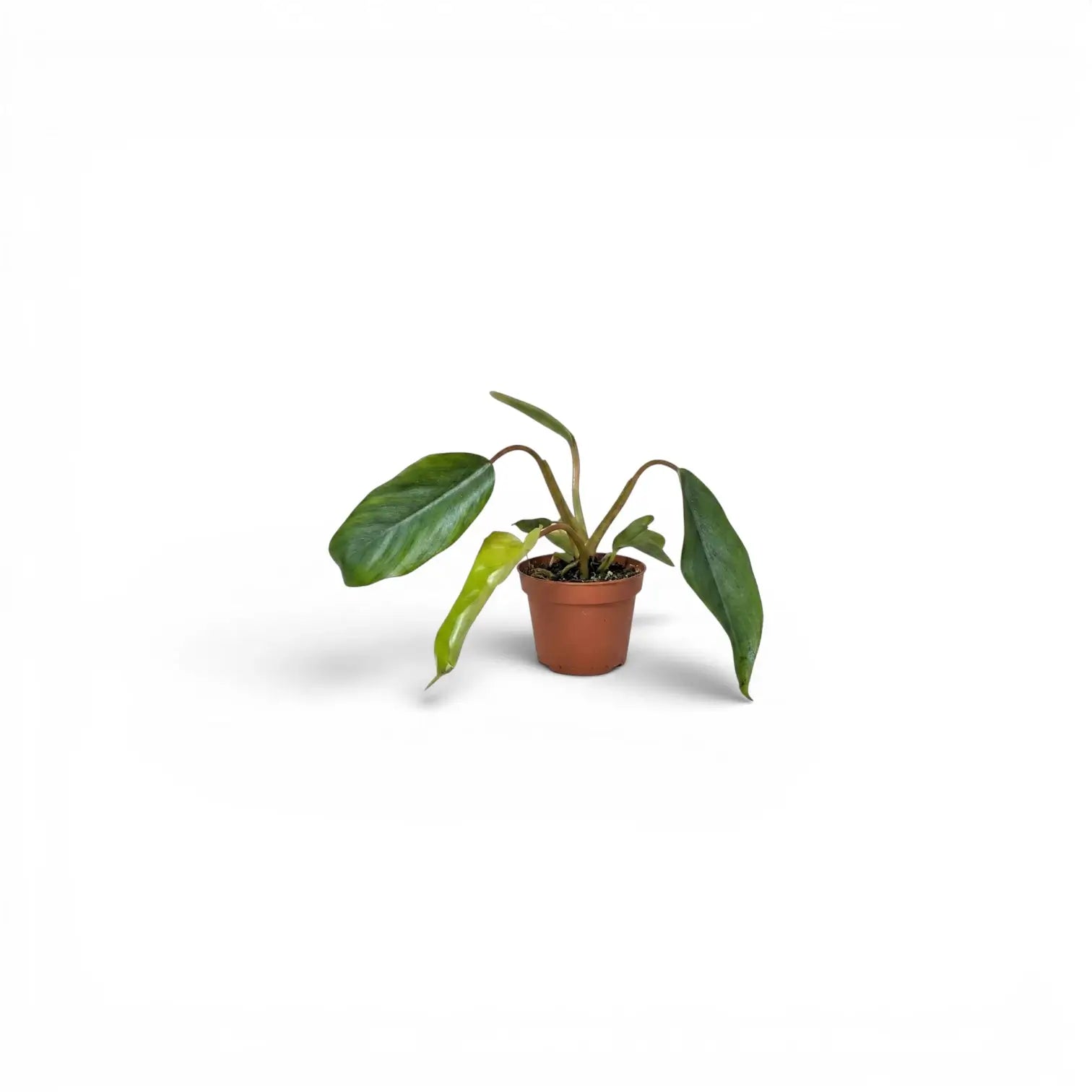 Philodendron mayoi