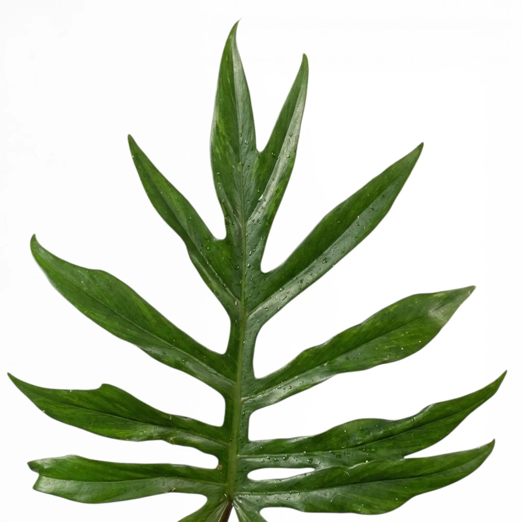 Philodendron mayoi