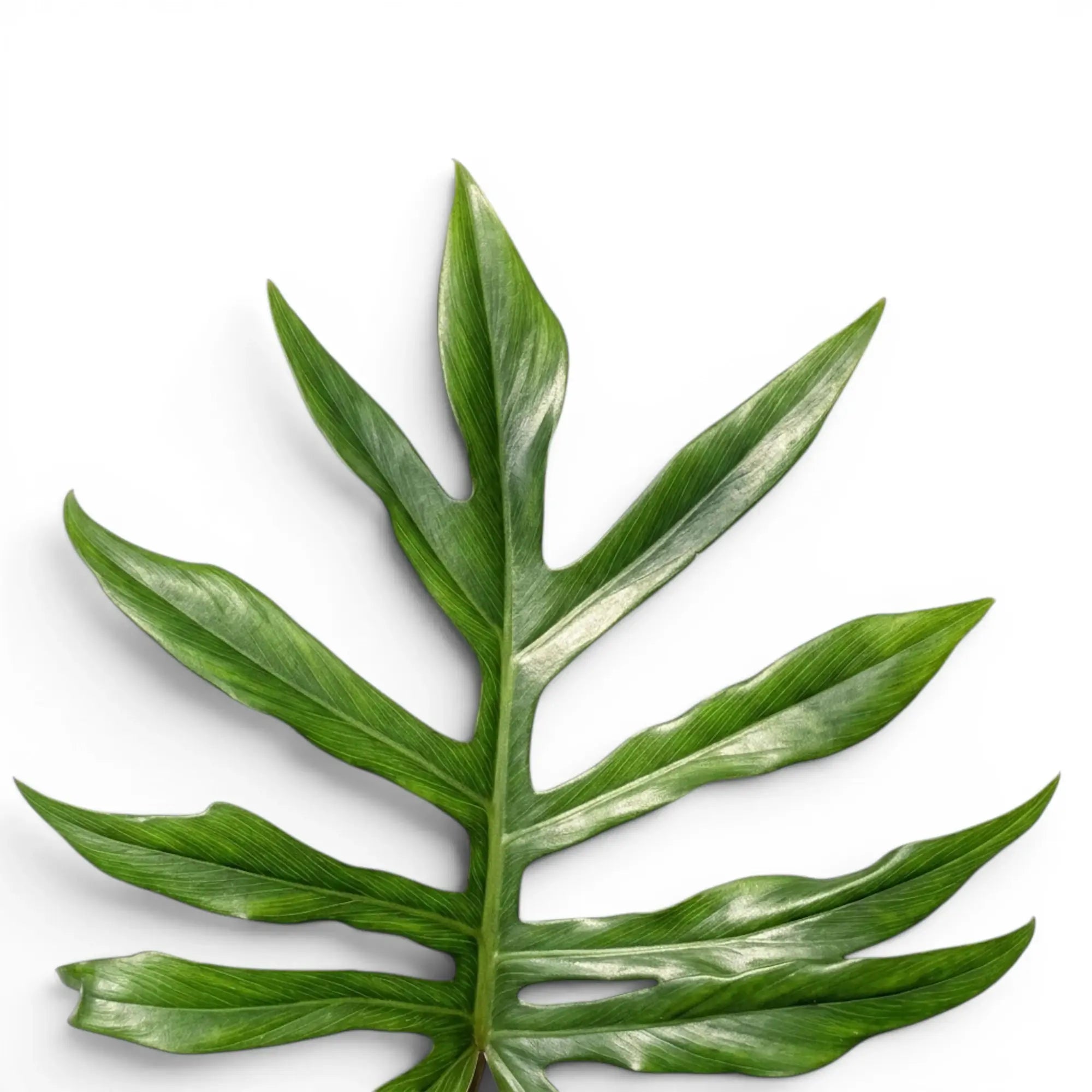 Philodendron mayoi