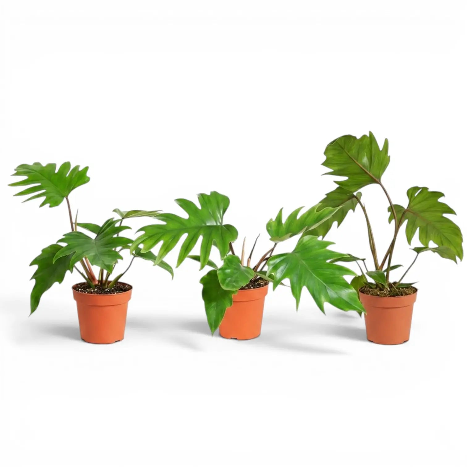 Philodendron mayoi