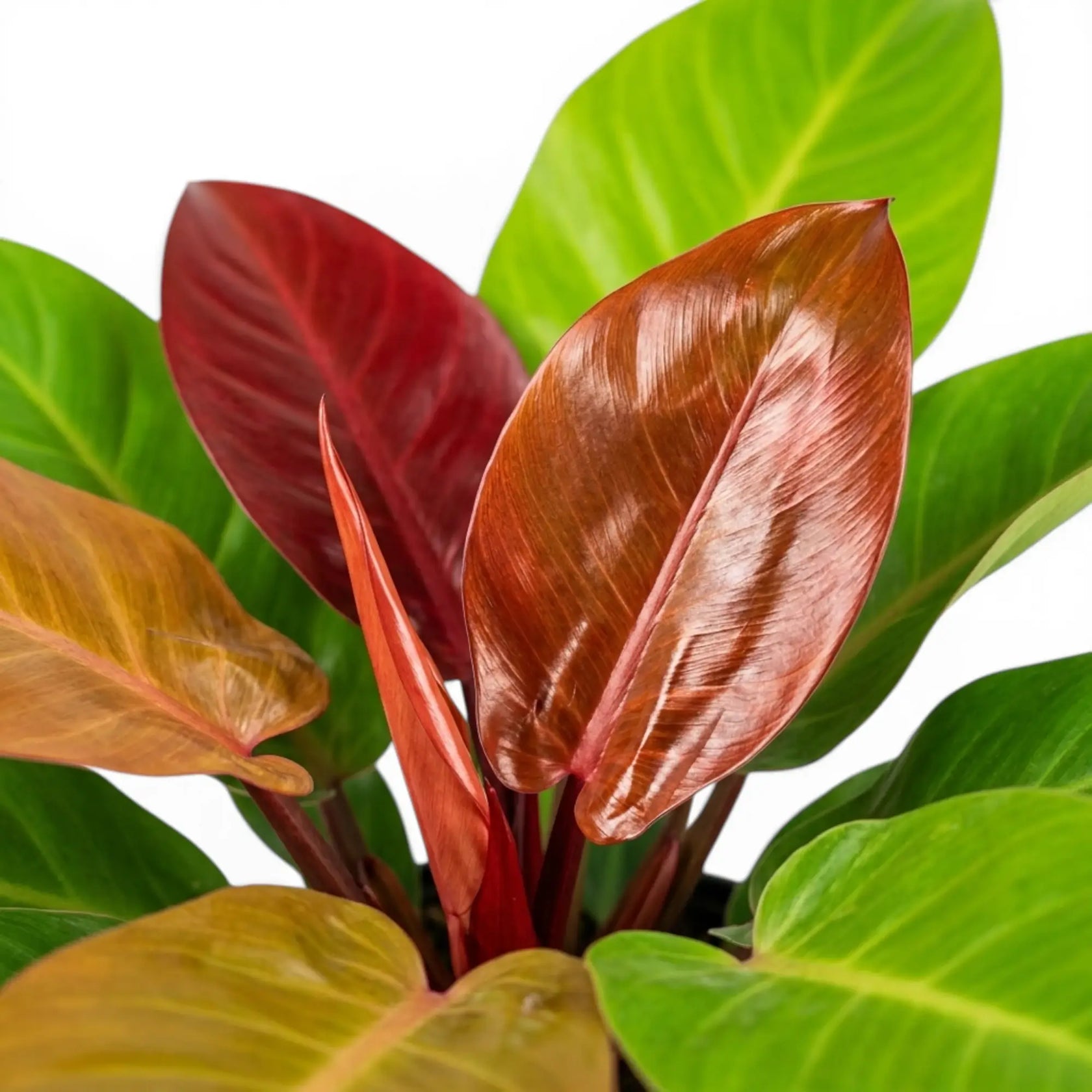 Philodendron McColley's Finale foliage close-up with glossy leaves.
