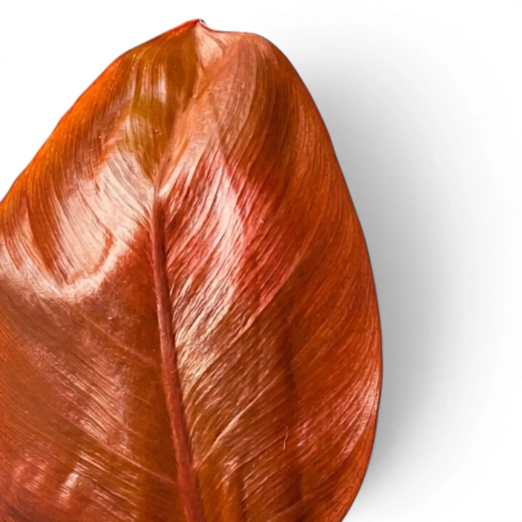 Philodendron McColley's Finale foliage close-up with glossy leaves.