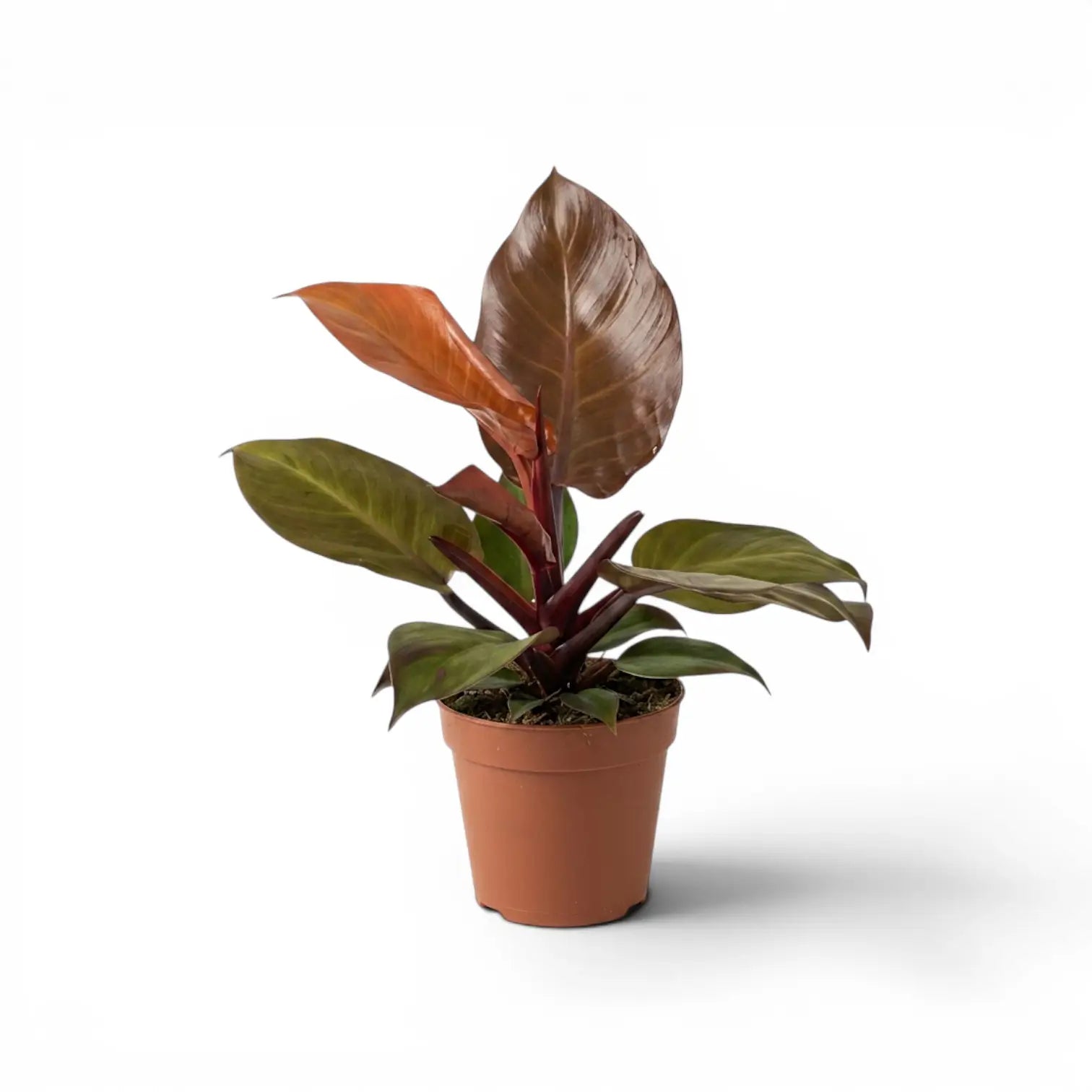 Philodendron McColley's Finale plant in a nursery pot.