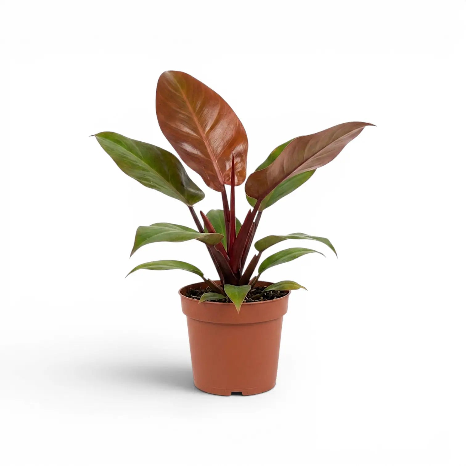 Philodendron McColley's Finale plant in a nursery pot.
