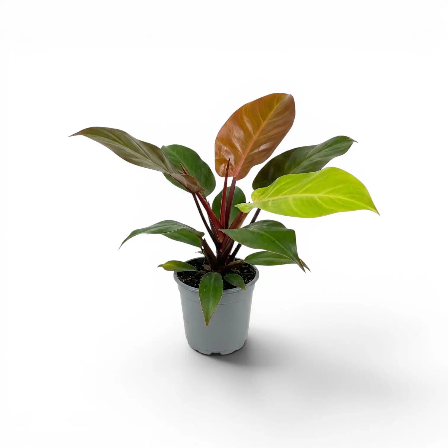 Philodendron McColley's Finale plant in a nursery pot.