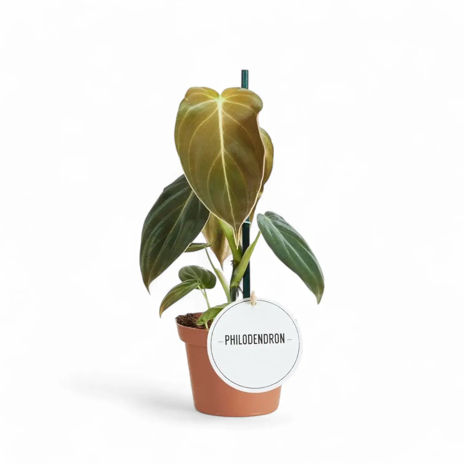 Philodendron melanochrysum potted plant in nursery pot on white background.