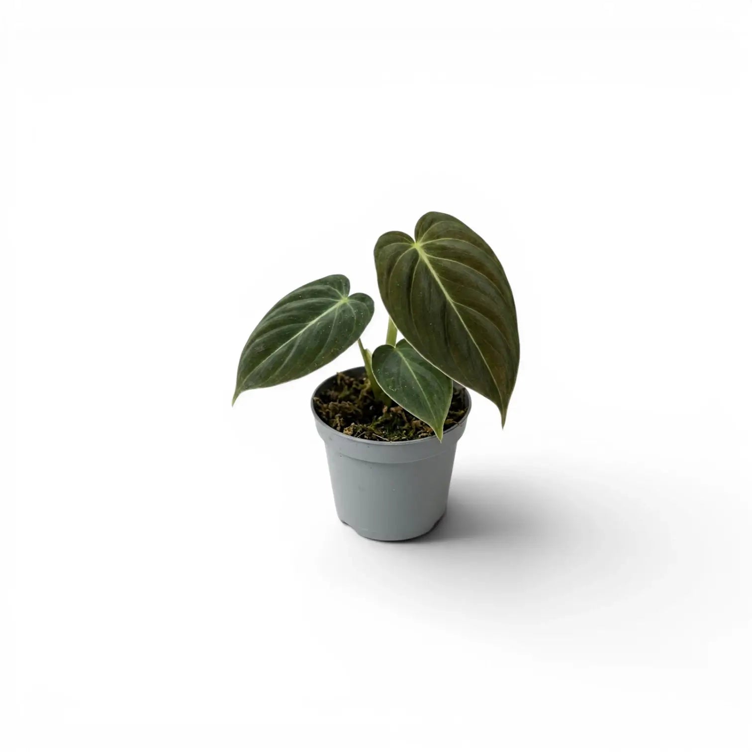 Philodendron melanochrysum als Jungpflanze im Kulturtopf.