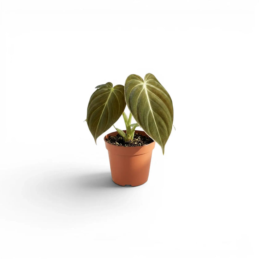 Philodendron melanochrysum baby plant in a nursery pot.
