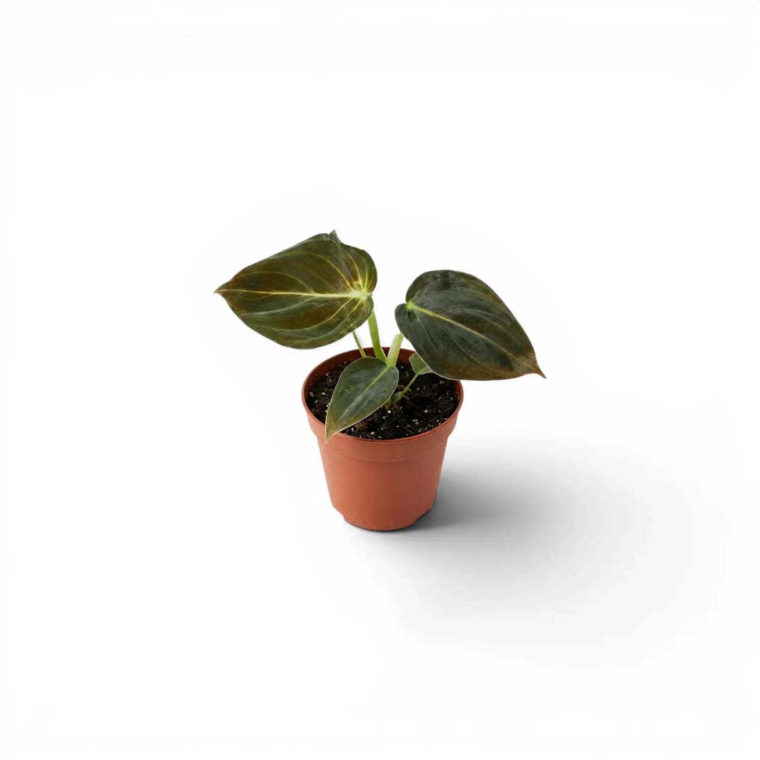 Philodendron melanochrysum als Jungpflanze im Kulturtopf.